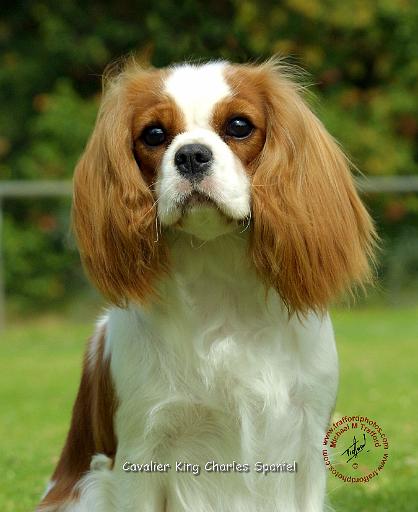 Cavalier King Charles Spaniel 9J002D-08.JPG